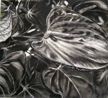 Anthurium ii 50x50cm Charcoal on Hahnemuehle paper Art by the Sea Gallery