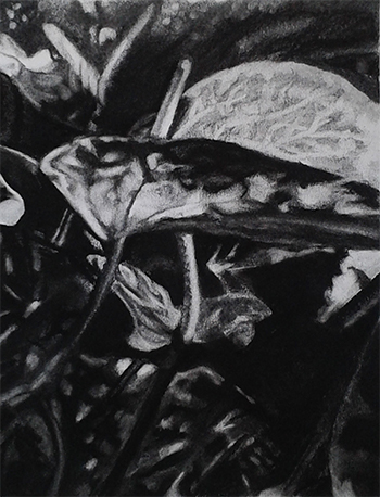 Anthurium Framed Charcoal on Hahnemuehle Paper