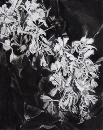 Ginger-lily 70x50cm Charcoal on Hahnemuehle paper Art by the Sea Gallery