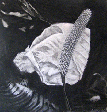 Pure Charcoal on Hahnemuehle Paper Art by the Sea Gallery